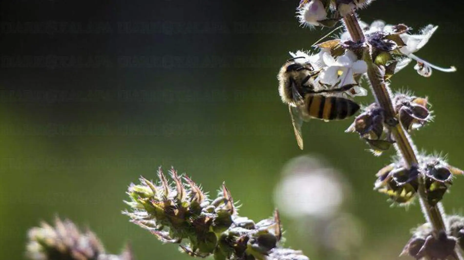 Abejas René corrales